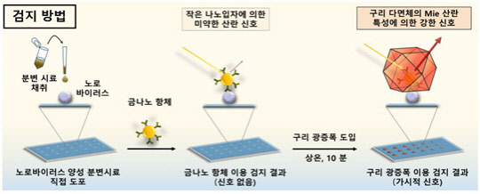 구리 광증폭 기반 노로바이러스 검출 과정(식품의약품안전처 제공)